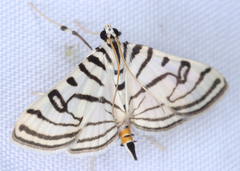 Conchylodes ovulalis