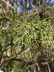 Juniperus virginiana