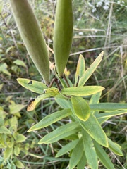 Asclepias tuberosa