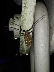 Batocera rubus