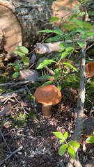 Leccinum aurantiacum