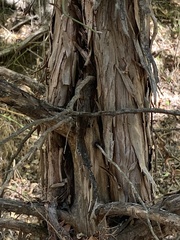 Juniperus virginiana
