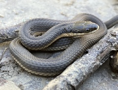 Regina septemvittata