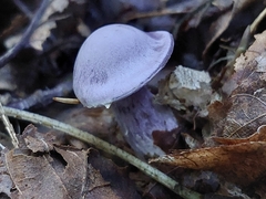 Cortinarius violaceus