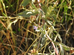 Plumbago europaea