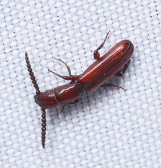 Taphroscelidia linearis