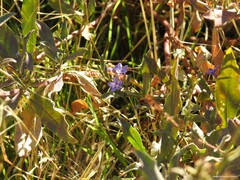 Plumbago europaea