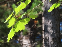 Acer opalus