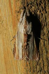 Cucullia convexipennis