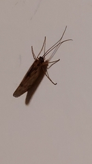 Halesus
