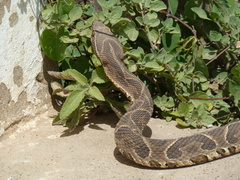 Bothrops alternatus