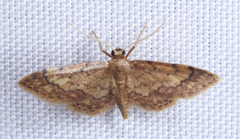 Idaea celtima