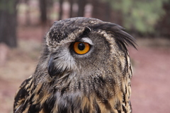 Bubo