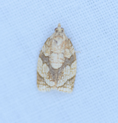 Adoxophyes negundana