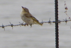 Ploceus velatus