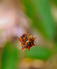Macracantha hasselti