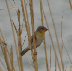 Ploceus velatus