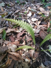 Blechnum mochaenum