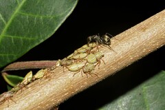 Camponotus