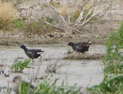Gallinula chloropus meridionalis