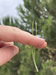 Pinus pinea
