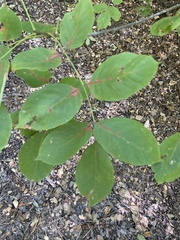 Fraxinus albicans