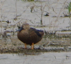 Spatula smithii