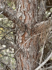 Pinus pinea
