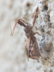 Harpactorini