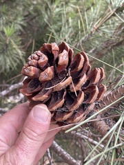 Pinus pinea