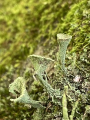 Cladonia chlorophaea