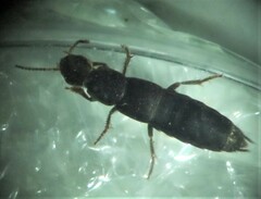 Ocypus aeneocephalus