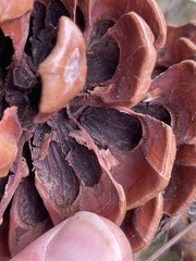 Pinus pinea