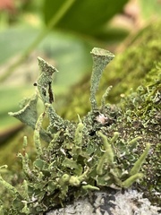 Cladonia chlorophaea