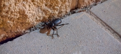Blaps lusitanica