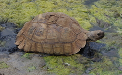 Stigmochelys pardalis