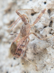 Harpactorini