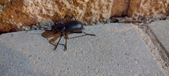 Blaps lusitanica