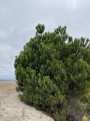 Pinus pinea