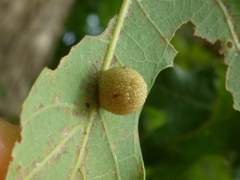 Acraspis pezomachoides