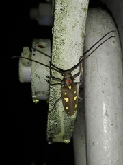 Batocera rubus