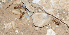 Camponotus maculatus