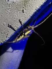Batocera rubus