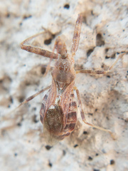 Harpactorini