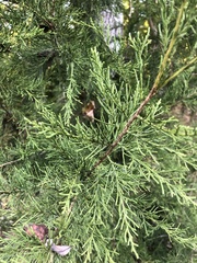Cupressaceae
