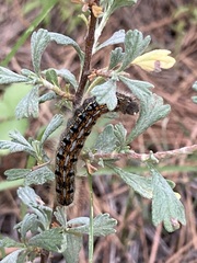 Malacosoma californica