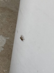 Hasarius adansoni