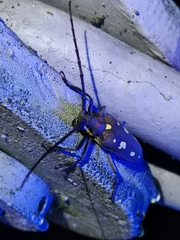 Batocera rubus