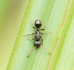 Pseudonotoncus hirsutus