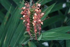 Hedychium coccineum